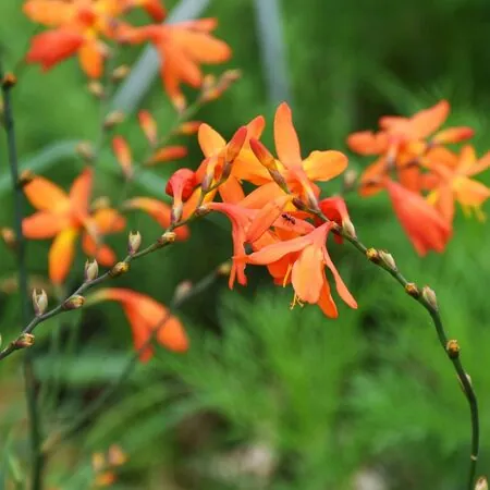 Crocosmia Orange Pekoe 4