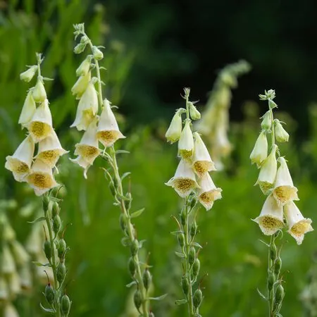 Digitalis Grandiflora 1