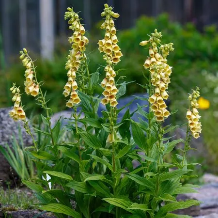 Digitalis Grandiflora 3