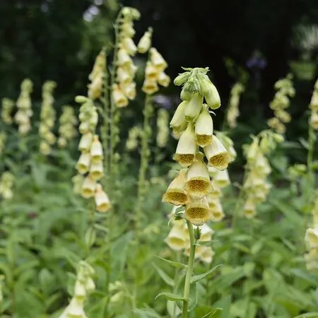 Digitalis Grandiflora 5
