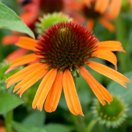 Echinacea Orange Skipper 1