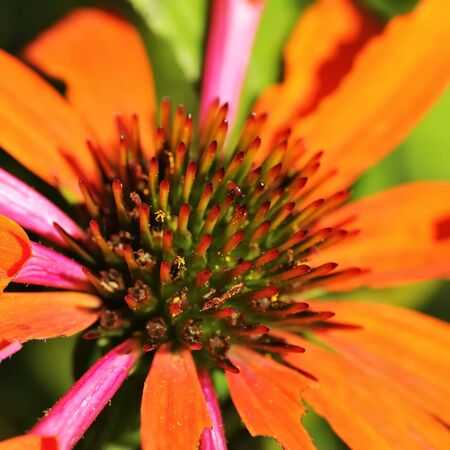 Echinacea Orange Skipper 5