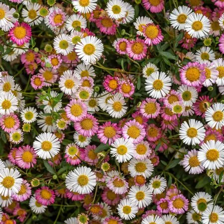 Erigeron Profusion 1