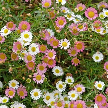 Erigeron Profusion 2