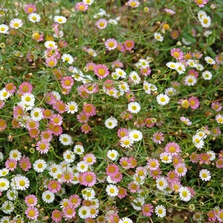 Erigeron Profusion 3