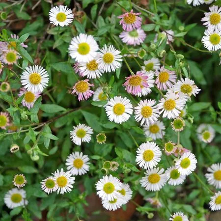 Erigeron Profusion 4