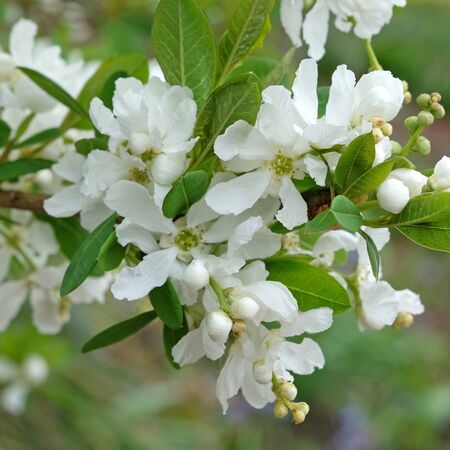 Exochorda The Bride 1