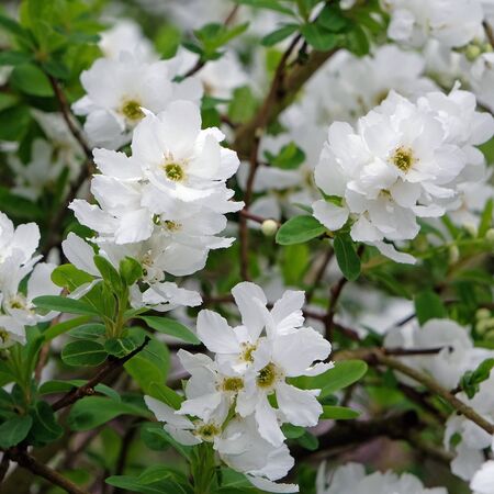 Exochorda The Bride 3