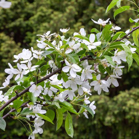 Exochorda The Bride 6