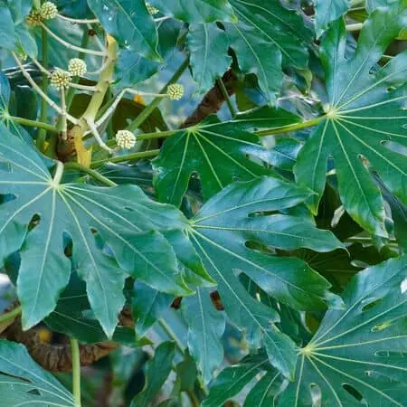 Fatsia Japonica 1