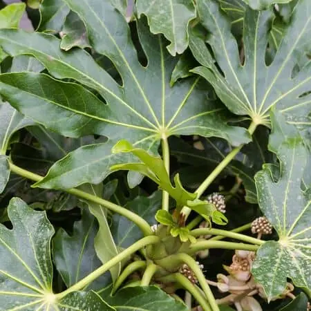 Fatsia Japonica 2