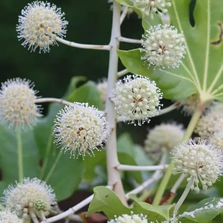 Fatsia Japonica 3