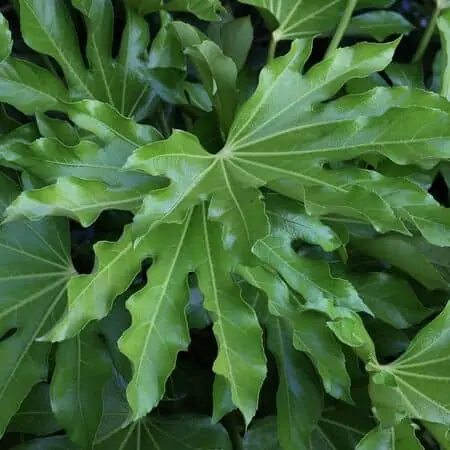Fatsia Japonica 4