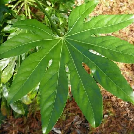 Fatsia Japonica 6