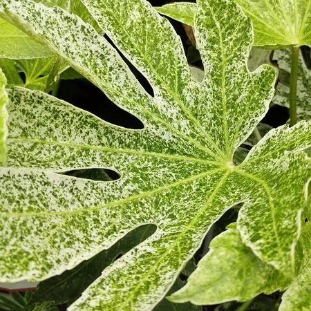 Fatsia Spiders Web 3