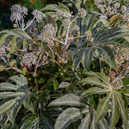 Fatsia Spiders Web 4