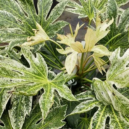 Fatsia Spiders Web 1