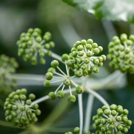 Fatsia Japonica 5