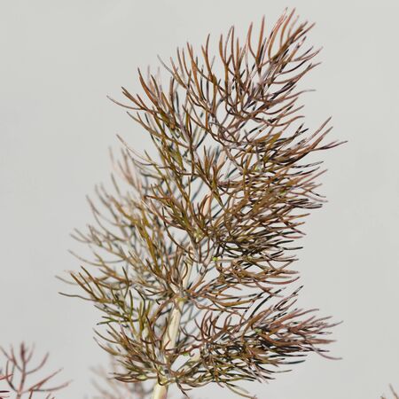 Fennel bronze-Foeniculum Purpureum 2