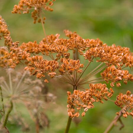 Fennel bronze-Foeniculum Purpureum 3