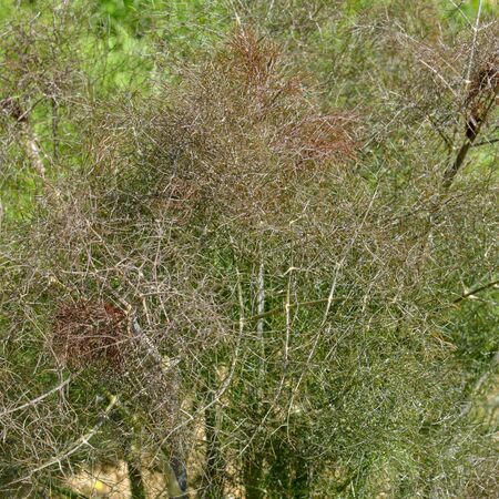 Fennel bronze-Foeniculum Purpureum 4