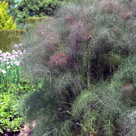 Fennel bronze-Foeniculum Purpureum 6