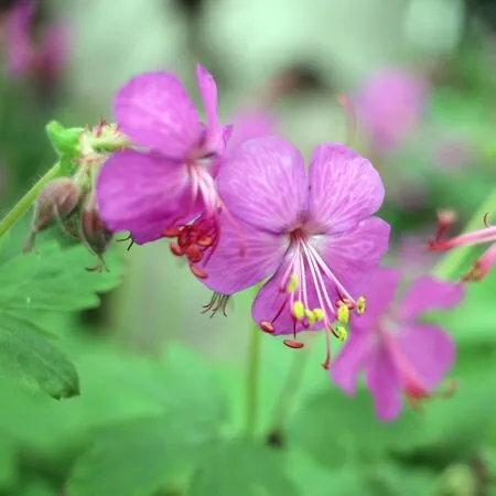 Geranium Macrorrhizum 1