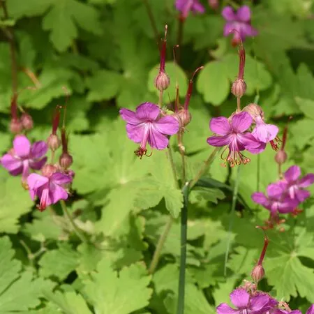 Geranium Macrorrhizum 2