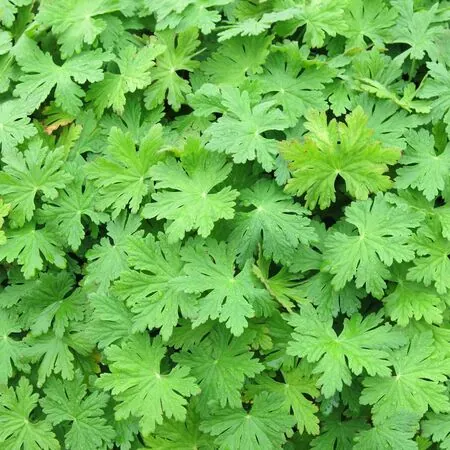 Geranium Macrorrhizum 3