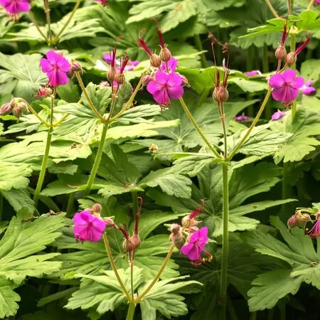 Geranium Macrorrhizum 5