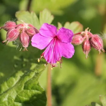 Geranium Macrorrhizum 6