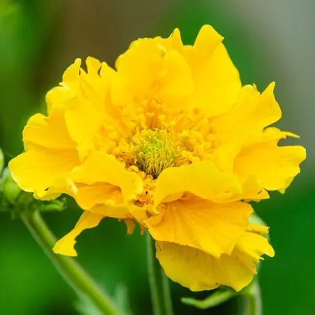 Geum Lady Stratheden 3