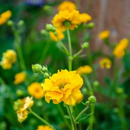 Geum Lady Stratheden 4