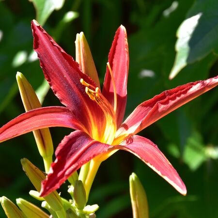 Hemerocallis Crimson Pirate 1
