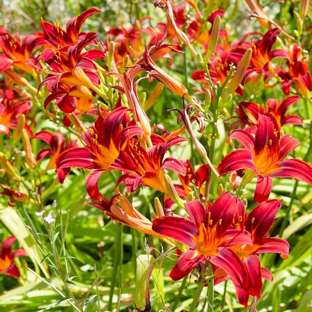 Hemerocallis Crimson Pirate 2