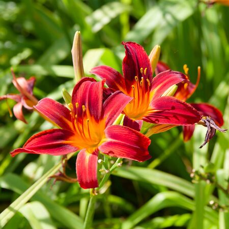 Hemerocallis Crimson Pirate 3
