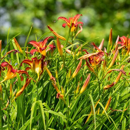 Hemerocallis Crimson Pirate 4