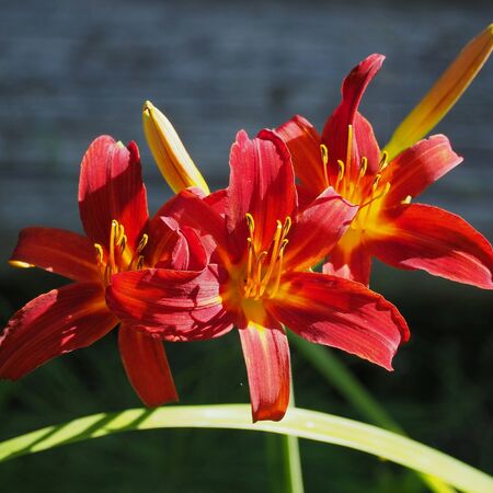 Hemerocallis Crimson Pirate 5