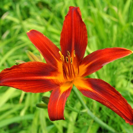 Hemerocallis Crimson Pirate 6