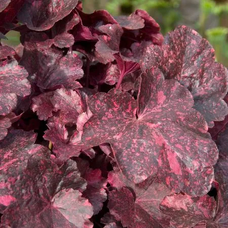 Heuchera Midnight Rose 2Heuchera Midnight Rose