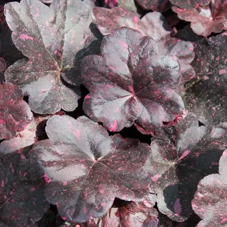 Heuchera Midnight Rose 3