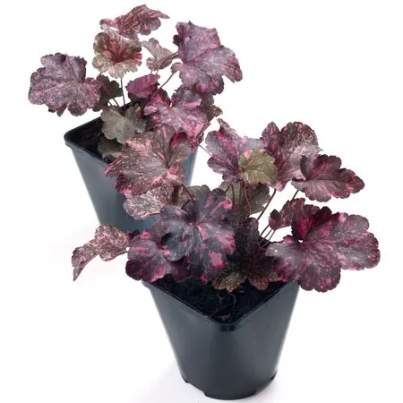 Heuchera Midnight Rose 4