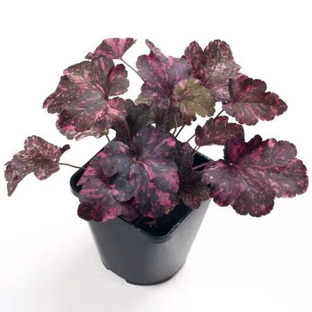 Heuchera Midnight Rose 5
