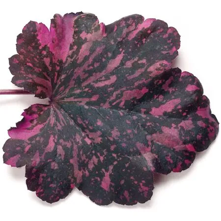 Heuchera Midnight Rose 6