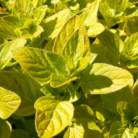 Marjoram gold- Origanum Aureum 1Marjoram gold- Origanum Aureum 1