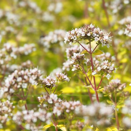 Marjoram gold- Origanum Aureum 2