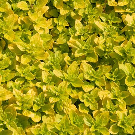 Marjoram gold- Origanum Aureum 3