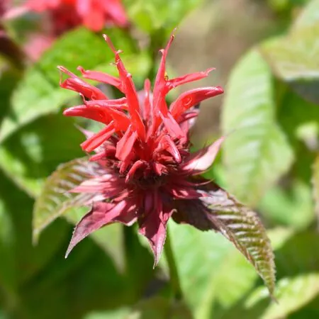 Monarda Cambridge Scarlet 1
