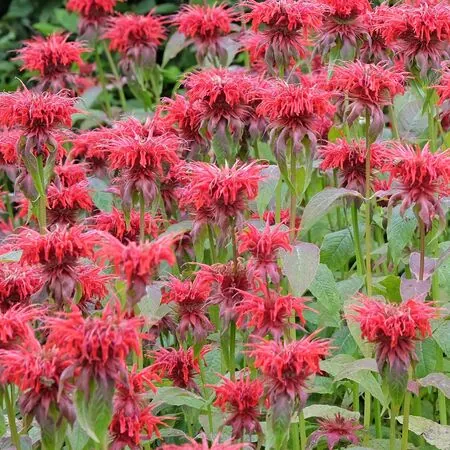 Monarda Cambridge Scarlet 2