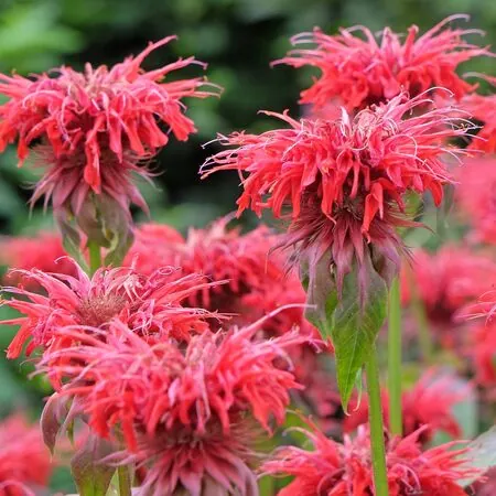 Monarda Cambridge Scarlet 3